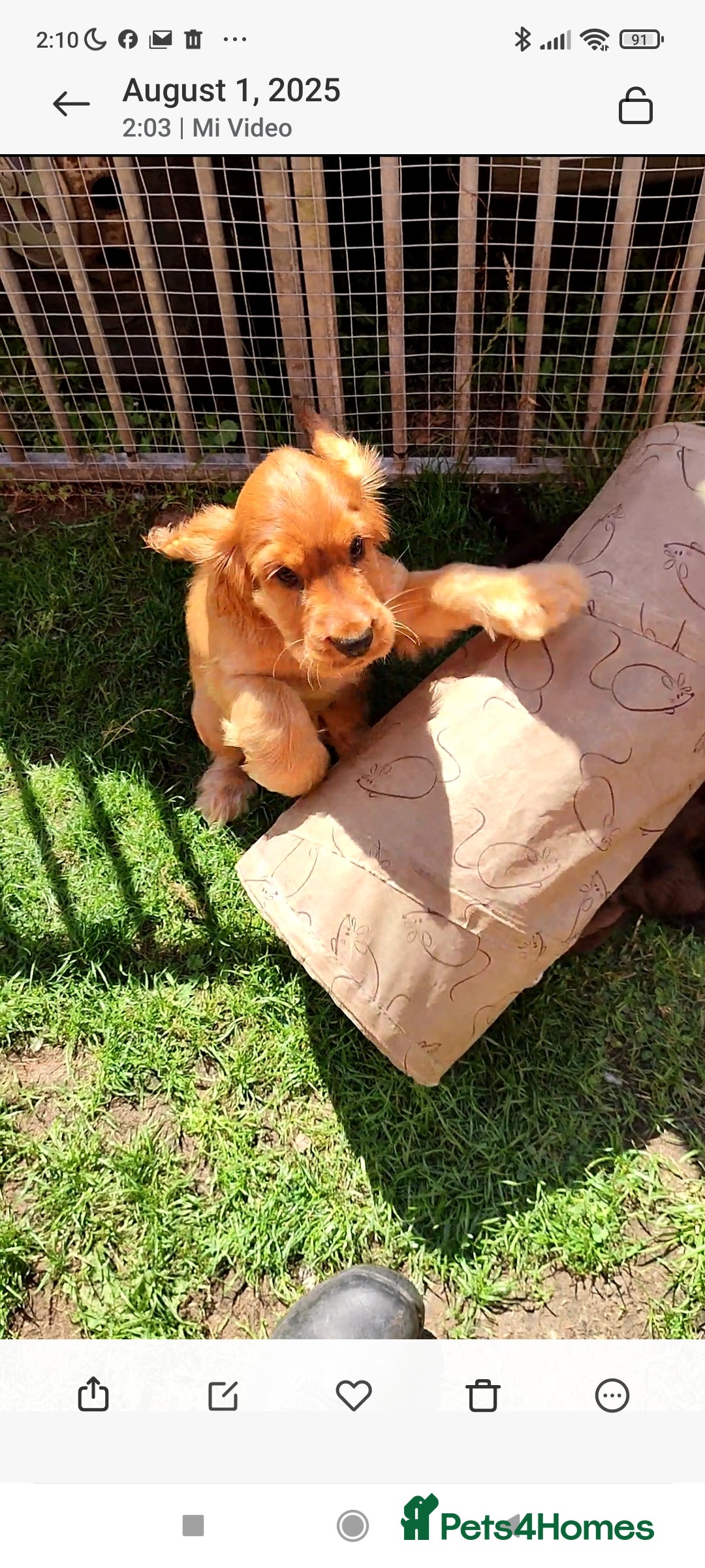 Cocker Spaniel dogs for sale: Show type cocker spaniel pups by Rosie - Image 4