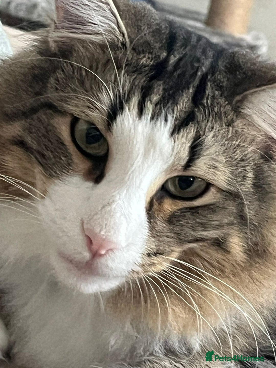 Norwegian Forest Cat cats for sale: Beautiful boy for loving home - Advert 3