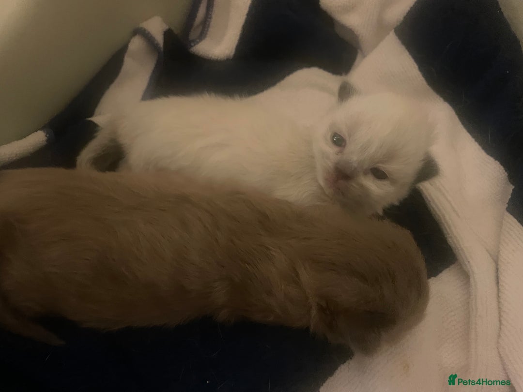 Balinese cats for sale: 🐾2 Gorgeous cubs🐾Need Forever Homes Only 🏡 - Image 7