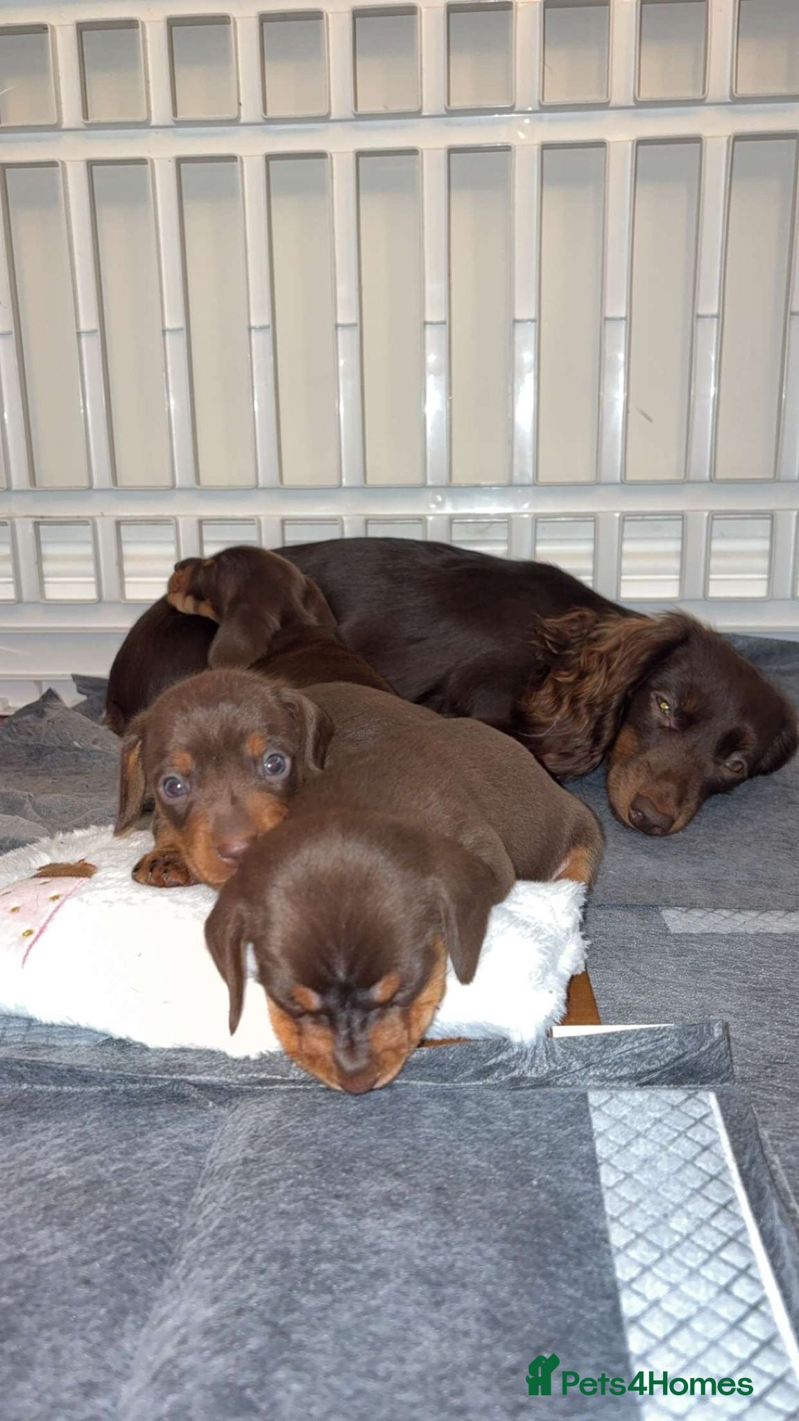 Miniature Dachshund dogs Short haired miniature dachshunds  - Advert 4