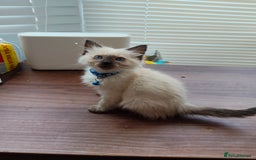 Ragdoll cats for sale: ragdoll kittens - Image 9
