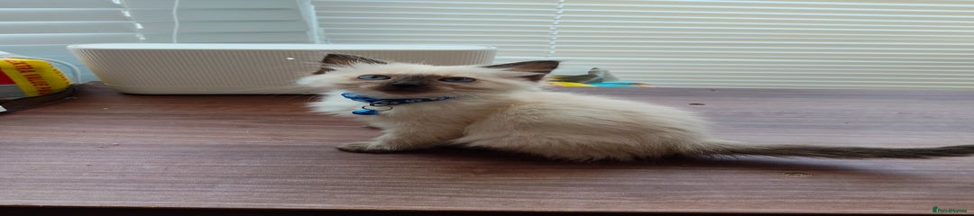 Ragdoll Kitten 5