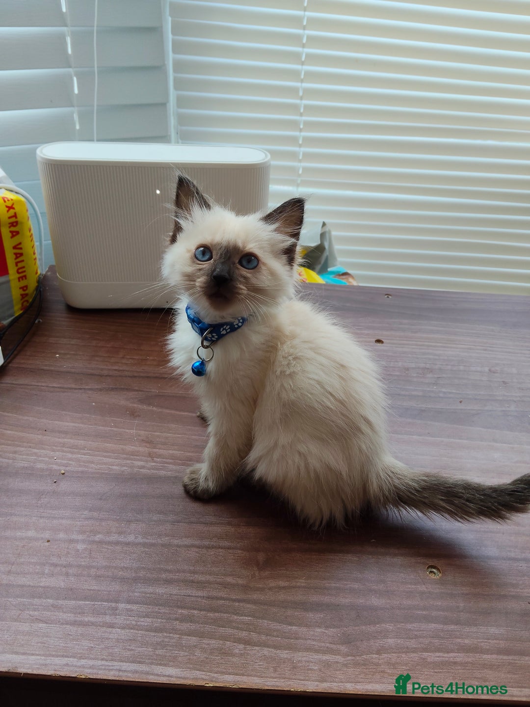 Ragdoll cats for sale: ragdoll kittens - Image 9