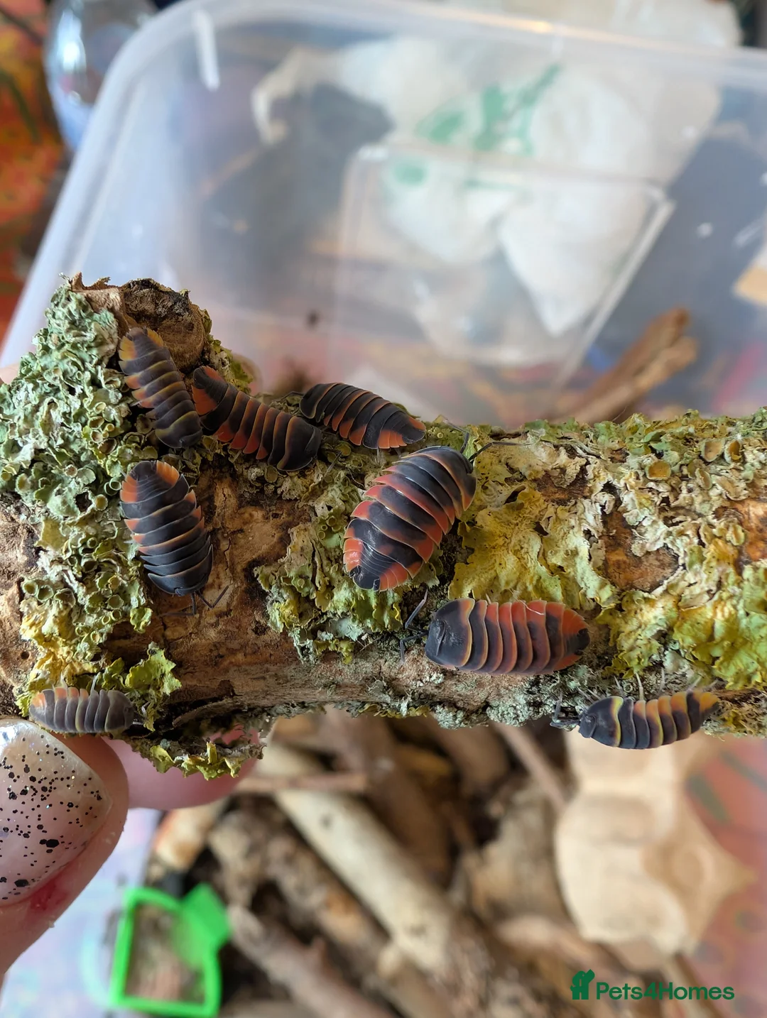 Isopods invertebrates for sale: Mand species of isopods available  - Advert 2