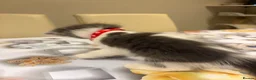 Turkish Angora cats for sale: Mix Turkish Angora kitten - Advert 26