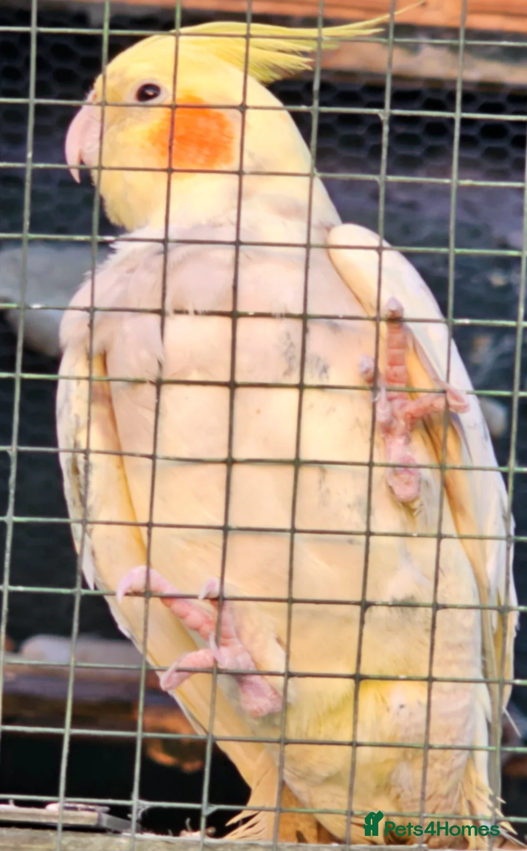 Cockatiels birds for sale: Birds  - Advert 1