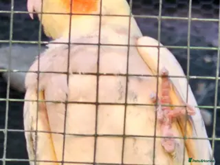 Cockatiels birds Birds - Advert 3