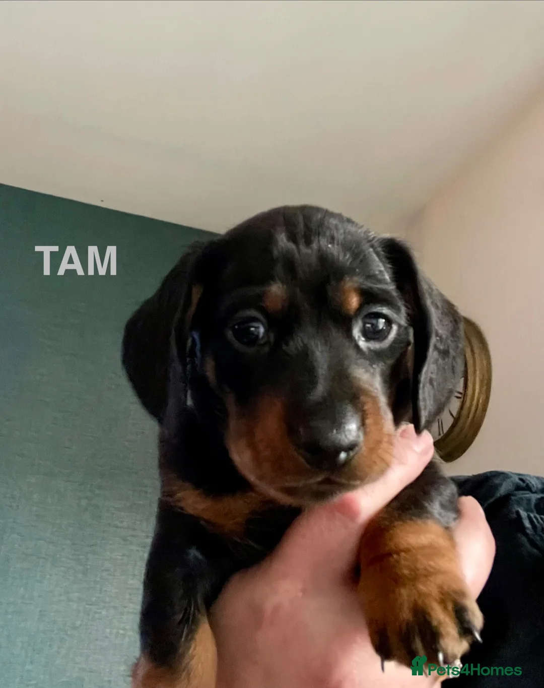Miniature Dachshund dogs for sale: Miniature Dachshund KC Registered Puppies  in Aberdeen - Advert 2