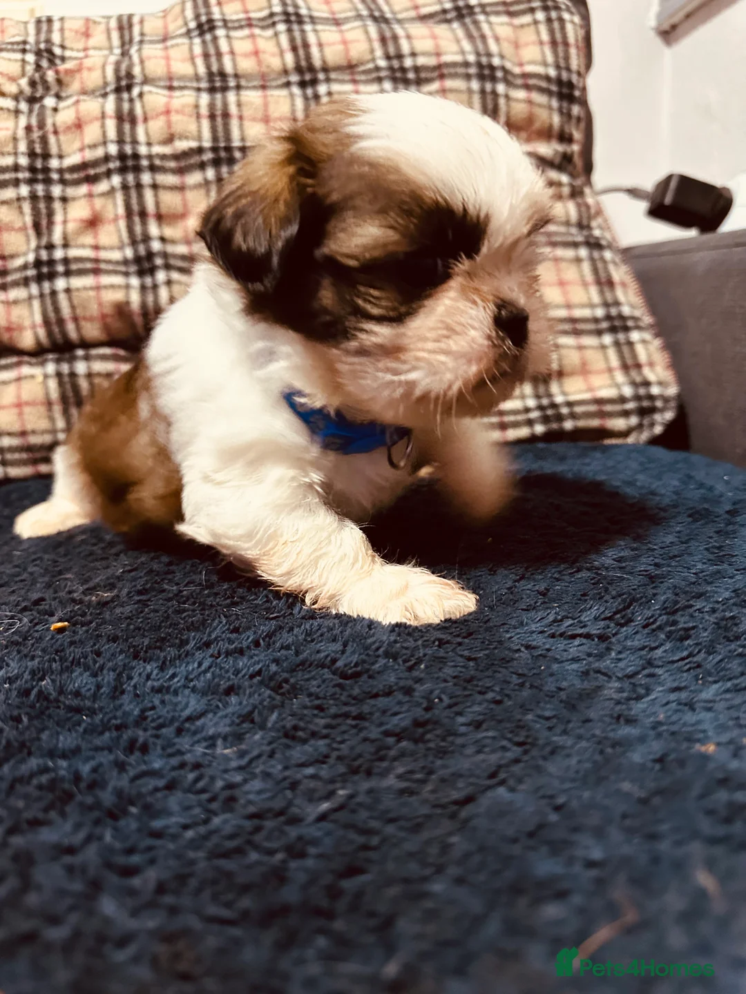 Shih Tzu dogs for sale: Shih tzu puppies ready to go  - Advert 5