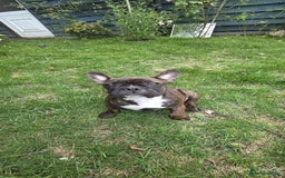 French Bulldog dogs for sale: French bulldog pups ready to leave - Image 27