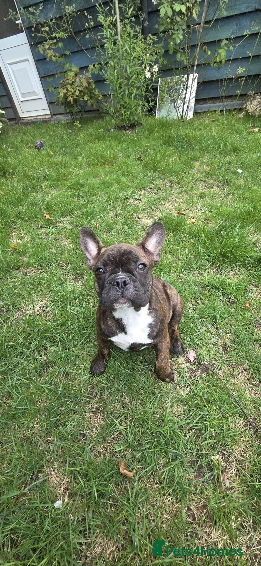 French Bulldog dogs for sale: French bulldog pups ready to leave - Image 27