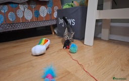 Bengal cats for sale: Bengal cross kitten  - Image 5