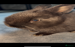 Netherland Dwarf rabbits for sale: Black rabbit  - Image 2