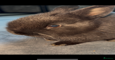 Netherland Dwarf rabbits - Advert 8