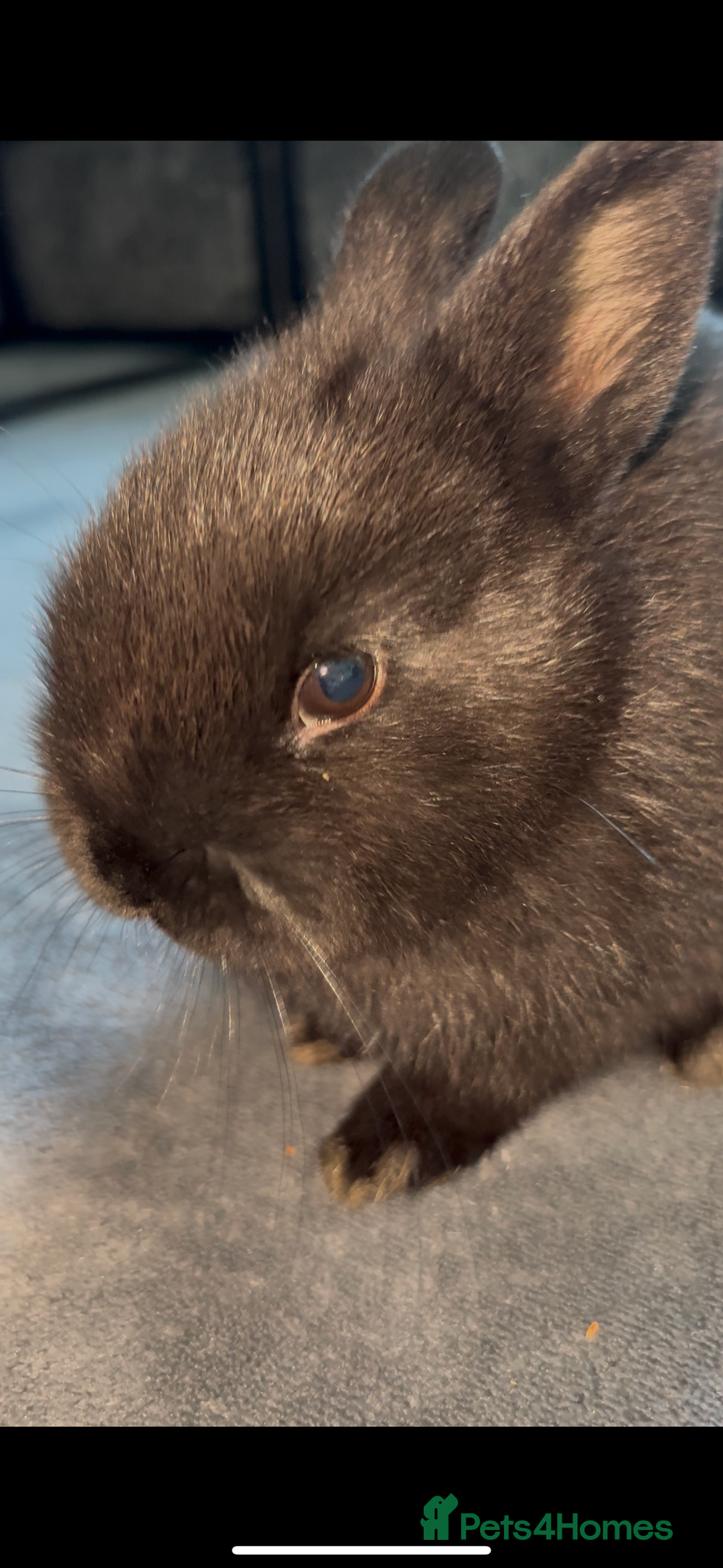 Netherland Dwarf rabbits for sale: Black rabbit  - Image 2