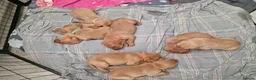 Labrador Retriever dogs for sale: Ready Now! Beautiful Red Fox Labrador Puppies - Advert 11
