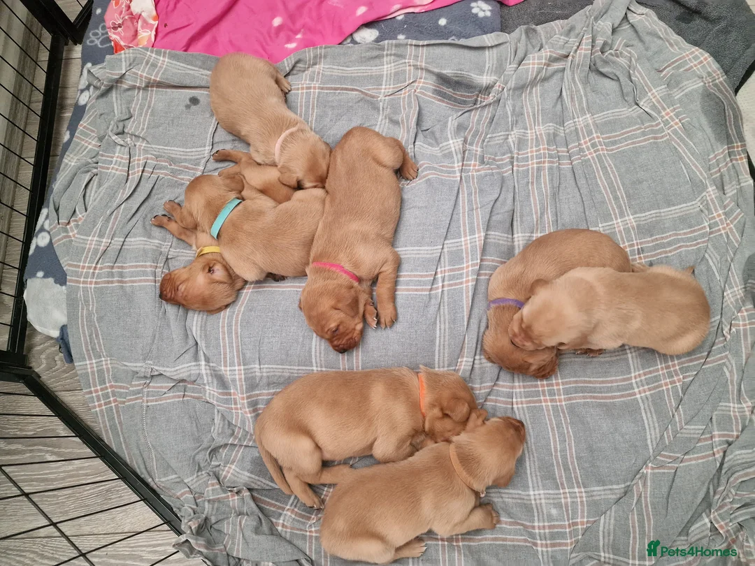 Labrador Retriever dogs for sale: Ready Now! Beautiful Red Fox Labrador Puppies - Advert 11