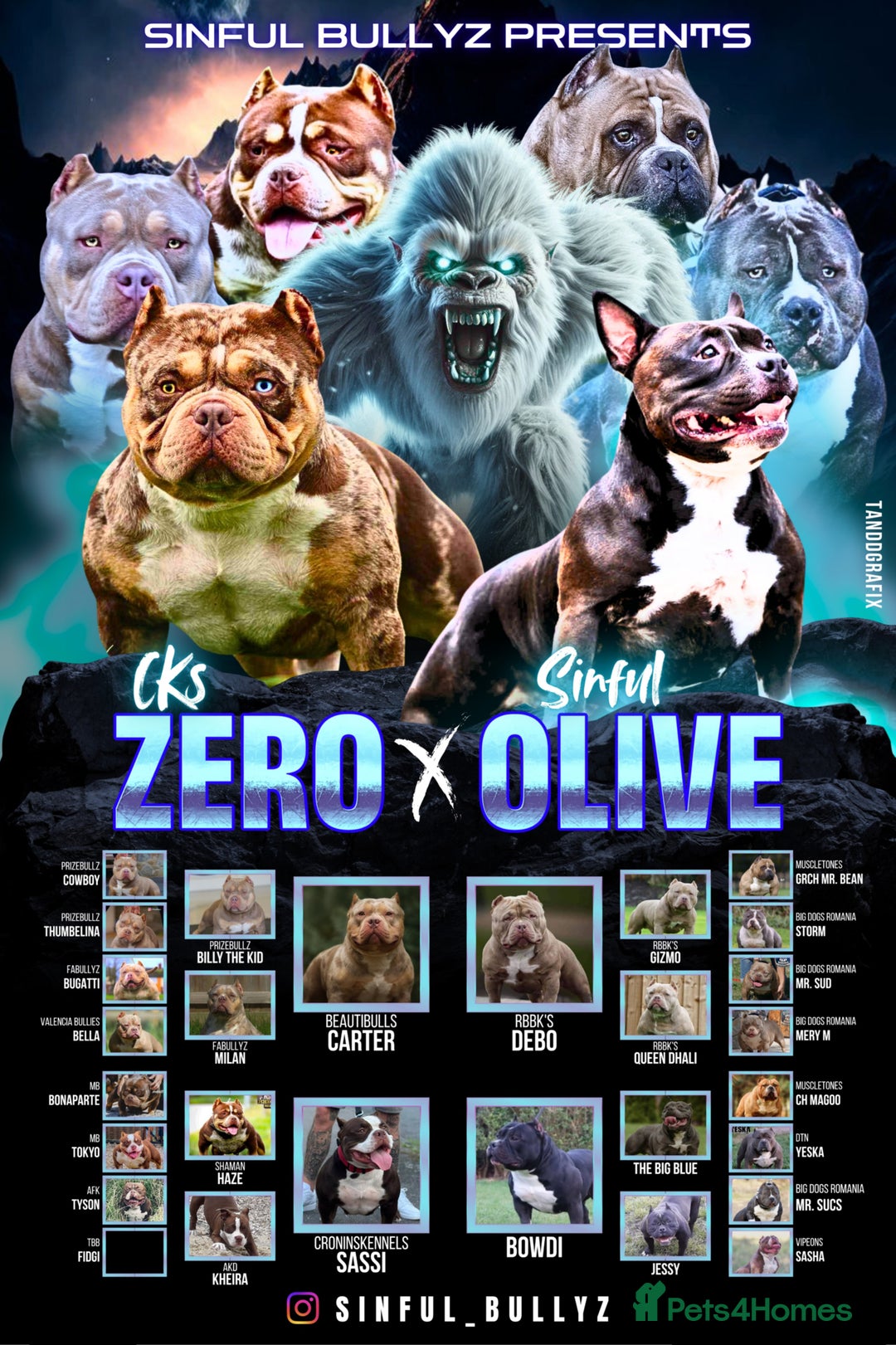 American Bully dogs for sale: American Pocket Bully VERY HIGH QUALITY  - Advert 6