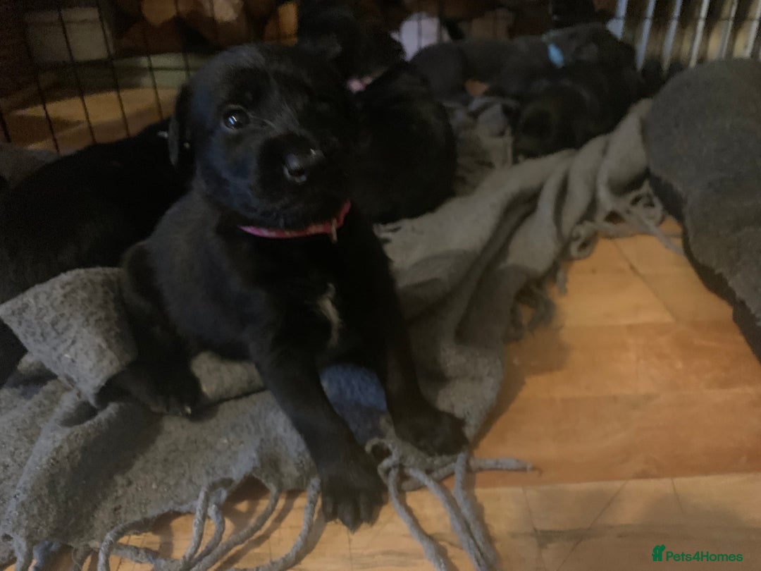Mixed Breed dogs for sale: Labrador mix - Advert 5
