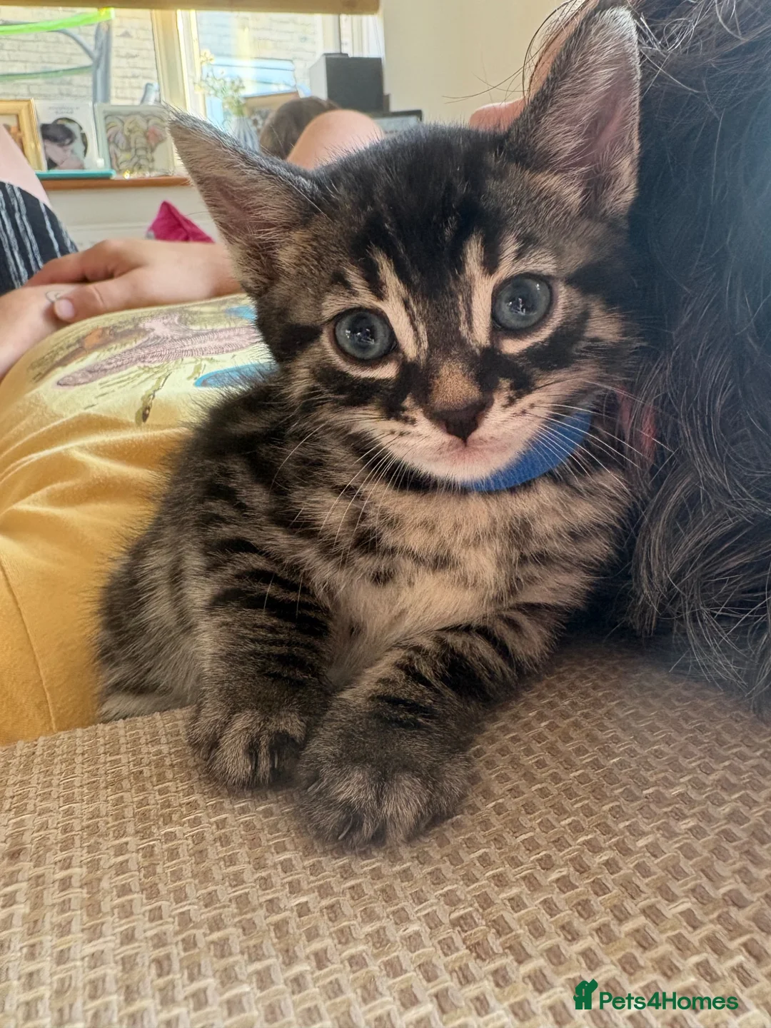 Mixed Breed cats for sale: Half bengal kittens  in Brandon - Advert 1