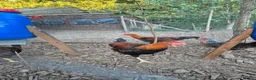 Chickens poultry for sale: LF Welsummer Cockerels  - Advert 3