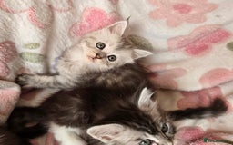 Maine Coon cats for sale: Gccf Maine Coon kittens  shaded lines - Image 22