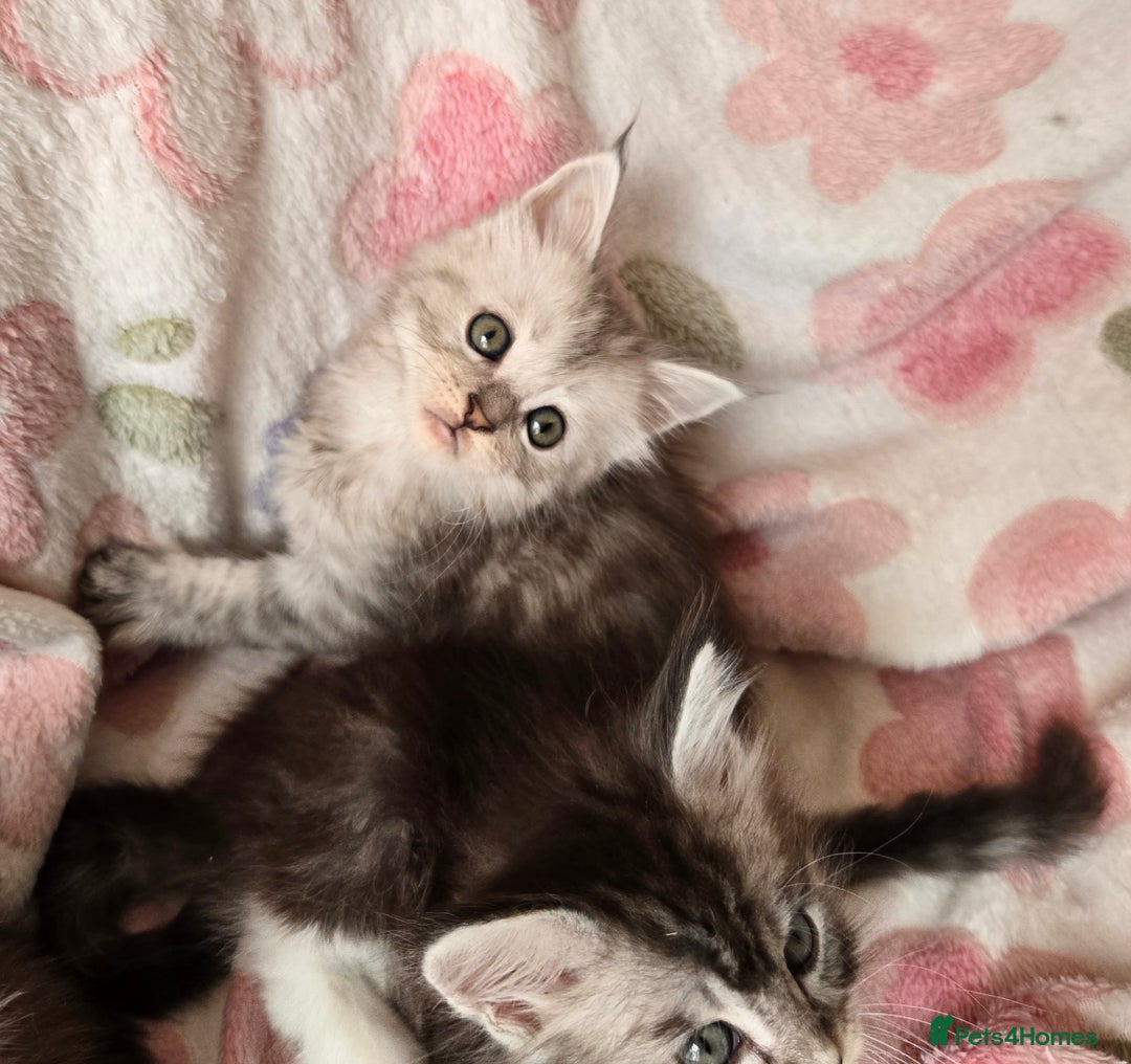 Maine Coon cats for sale: Gccf Maine Coon kittens  shaded lines - Image 22