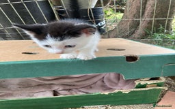 Mixed Breed cats for sale:  Adorable Black and White kittens  - Image 1