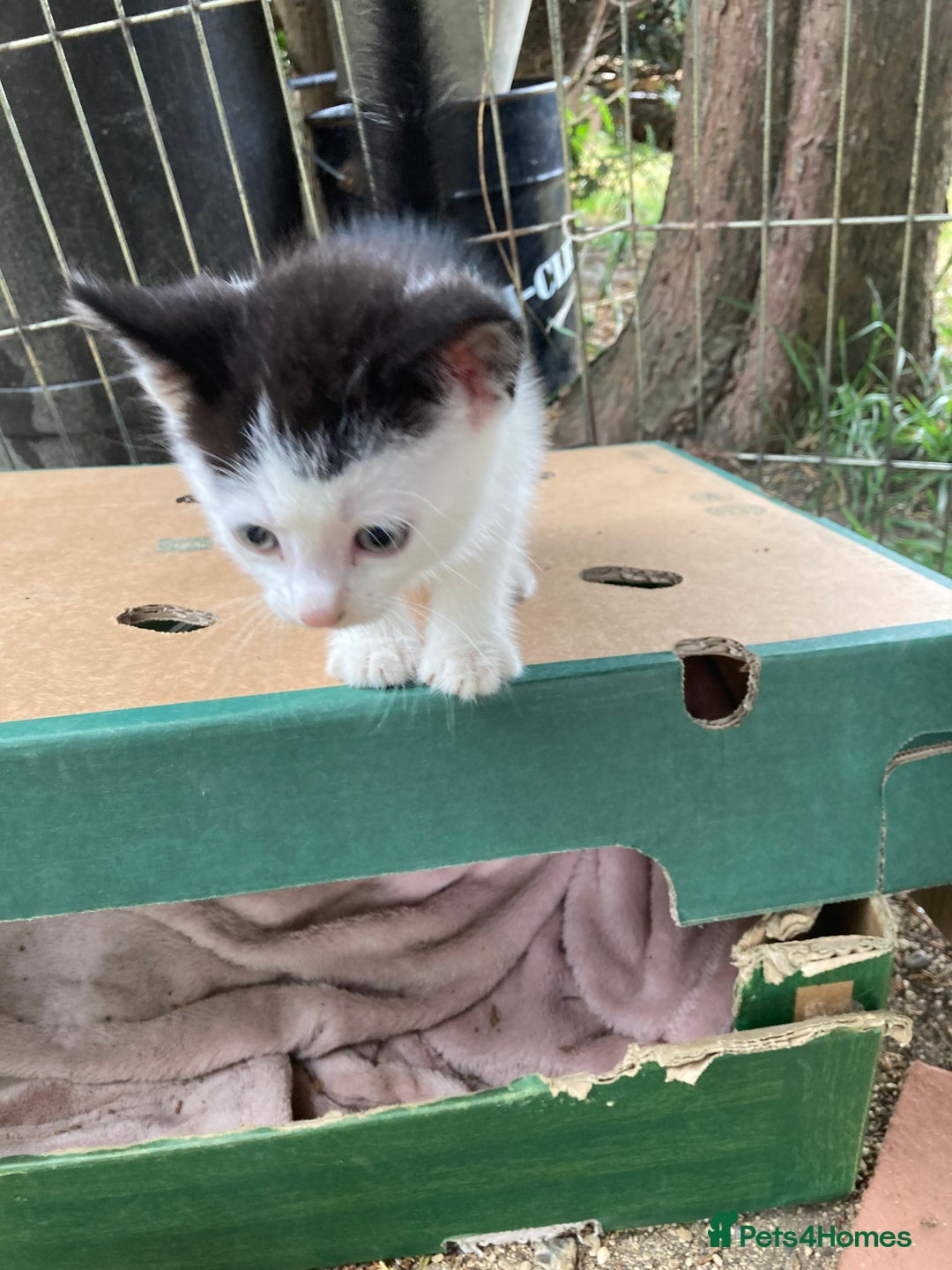 Mixed Breed cats for sale:  Adorable Black and White kittens  - Image 1