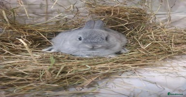 Netherland Dwarf rabbits - Advert 1