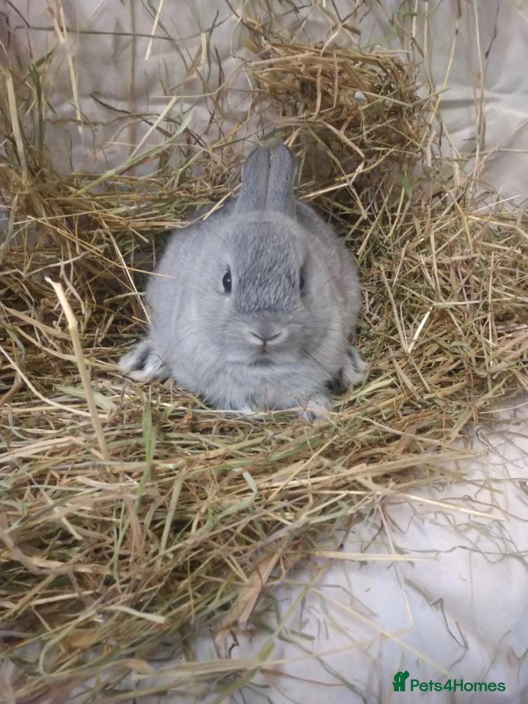 Netherland Dwarf rabbits for sale: Netherland dwarf baby rabbits - Image 2