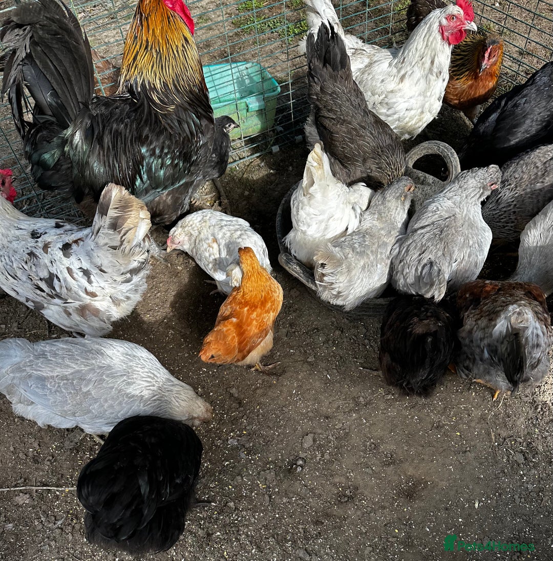 Chickens poultry for sale: Silkie and other chicks,growers and layers - Image 33