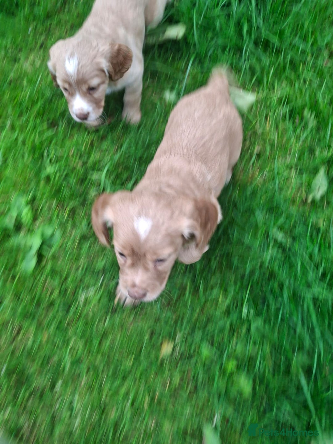 Cocker Spaniel dogs for sale: Kc registered working cocker puppies - Image 11