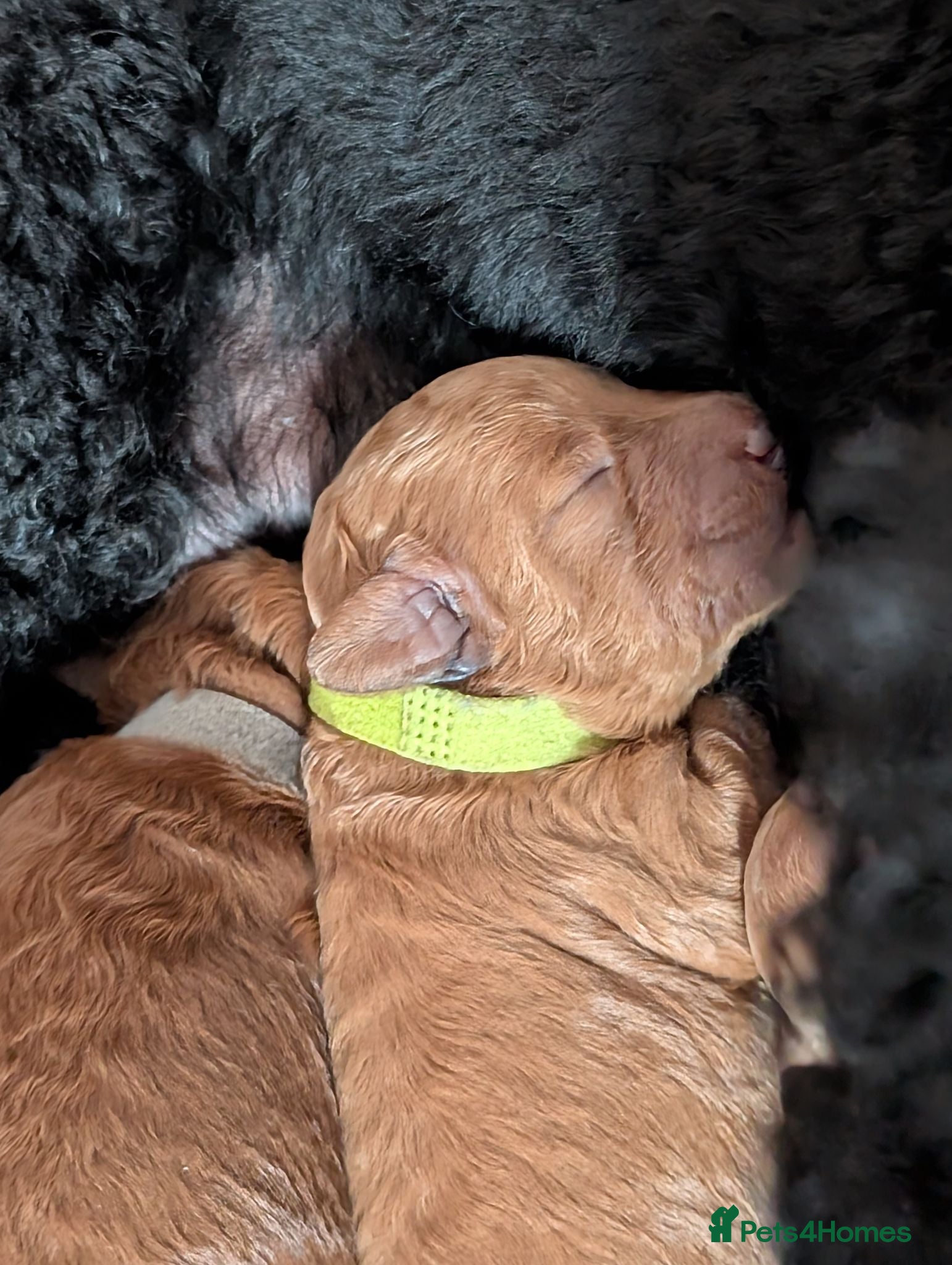 Miniature Poodle dogs Viewings from the 21st  - Advert 6