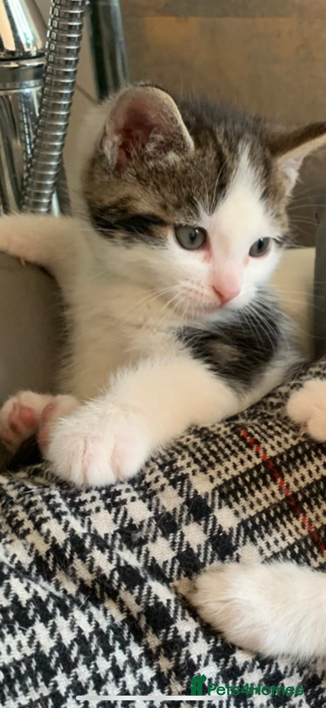 British Shorthair cats for sale: Adorable kitten  - Image 2