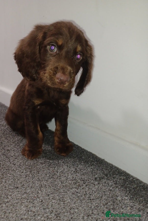 Sprocker dogs 1 boy 1 girl stunning cocker pups ready to leave - Advert 3