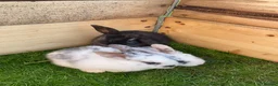 Mixed Breed rabbits for sale: Baby rabbits for sale ready now in Redditch - Advert 13