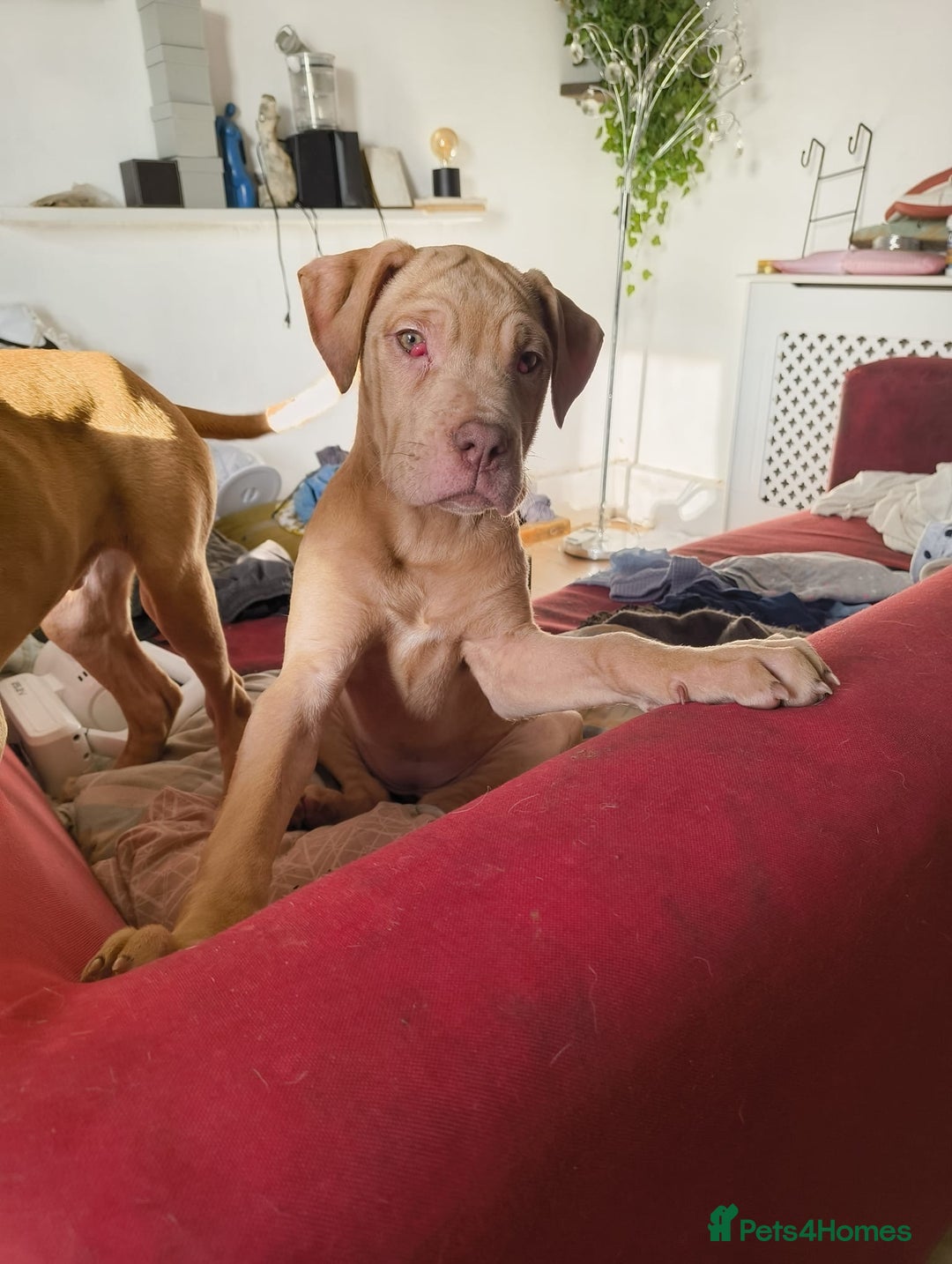 Mastiff dogs for sale: Mastiff X Pups - Advert 8