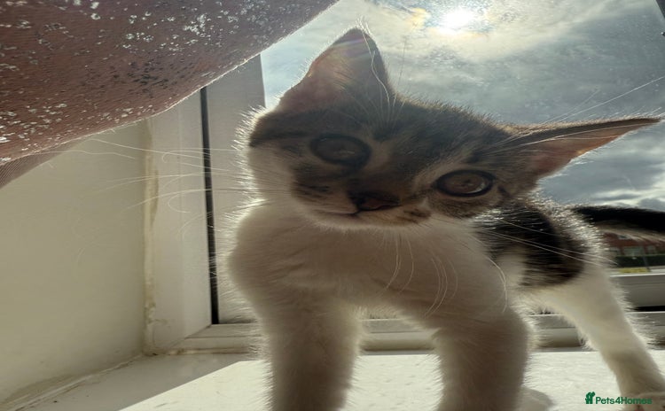 Mixed Breed cats - Advert 5