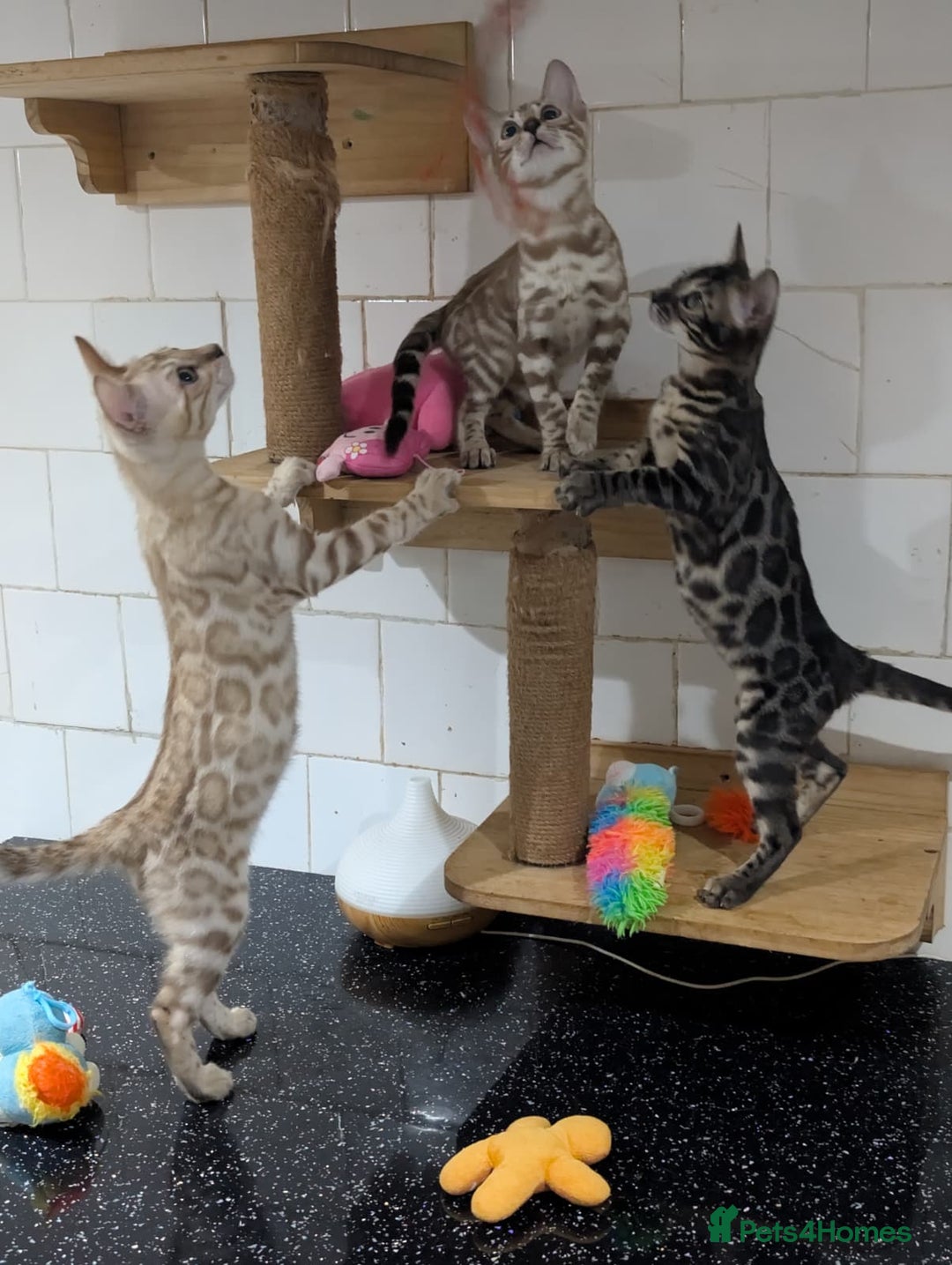 Bengal cats for sale: 🔥✨Pedigree TICA-Registered Bengals - Advert 4