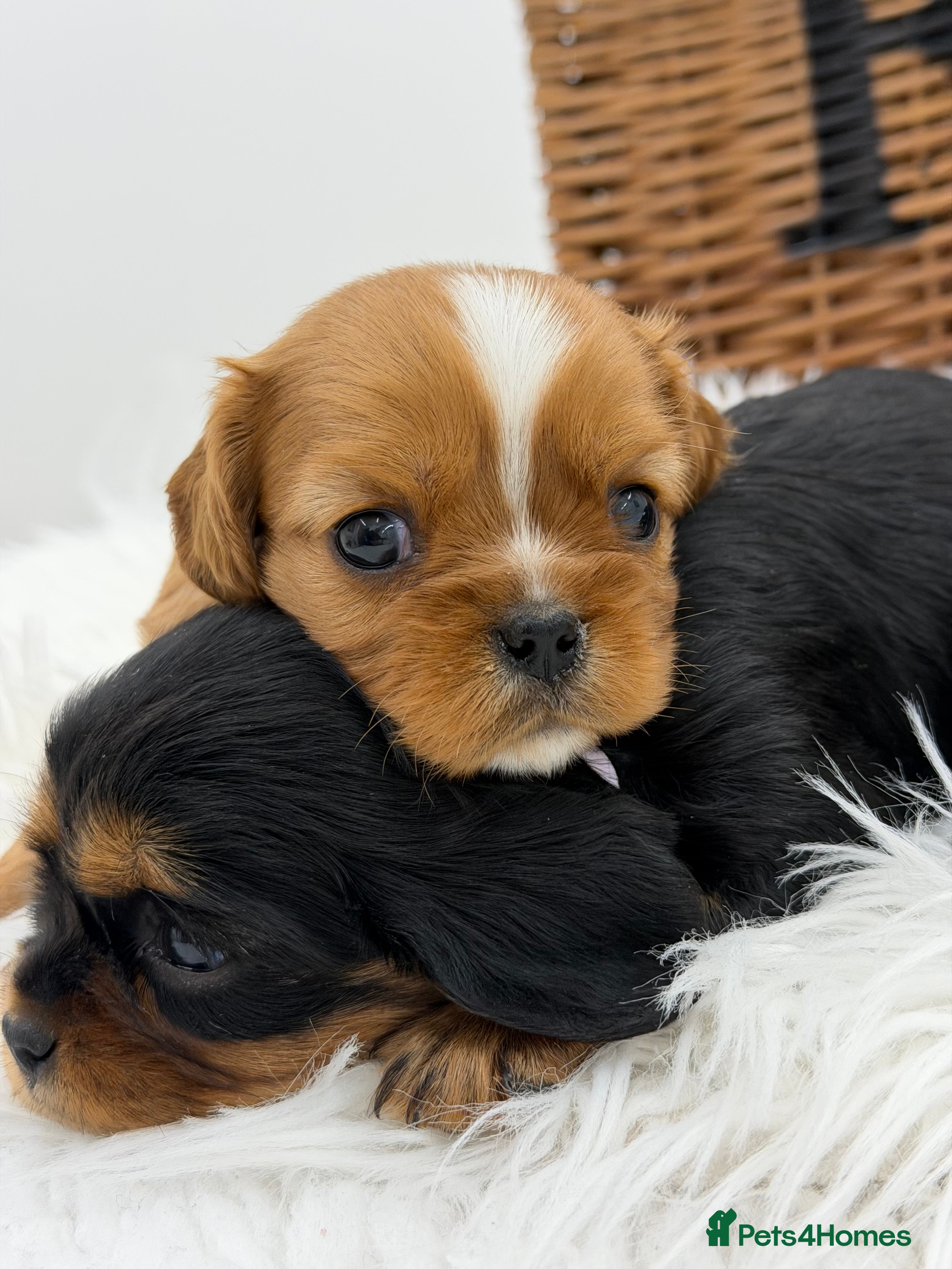 Cavalier King Charles Spaniel dogs Extensively health tested Cavalier King Charles - Advert 7