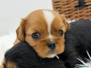 Cavalier King Charles Spaniel dogs Extensively health tested Cavalier King Charles - Advert 6