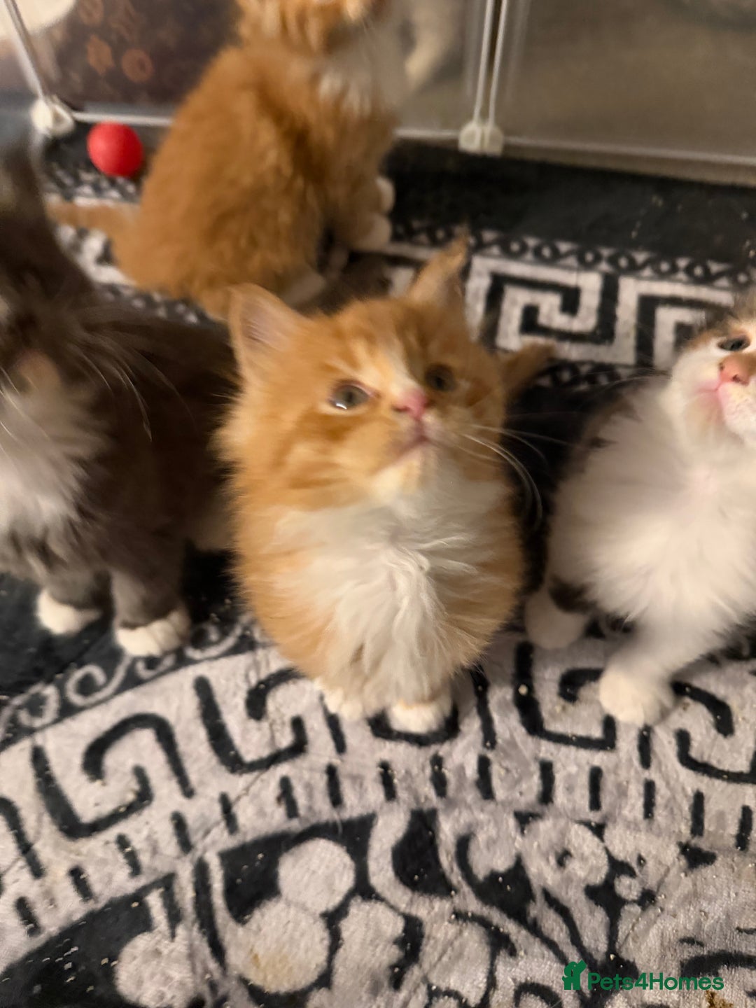 Maine Coon cats for sale: Rare red and white bicolor lMaincoon ready now  - Advert 20