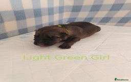 German Shepherd dogs for sale: German Shepherd Puppies - Image 13