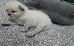 Ragdoll cats for sale: 💙 BLUEPOINT RAGDOLL BOY FOR SALE 💙 - Image 33