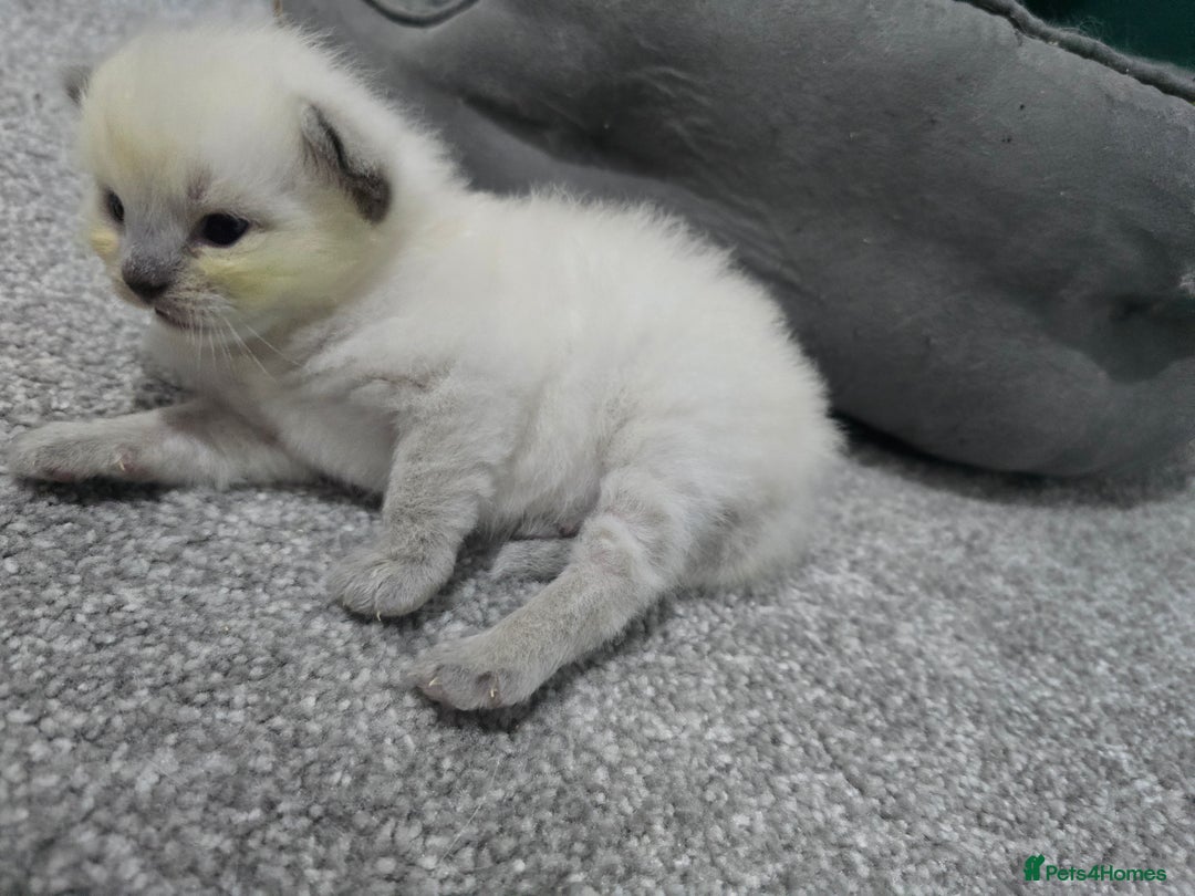 Ragdoll cats for sale: 💙 BLUEPOINT RAGDOLL BOY FOR SALE 💙 - Image 33