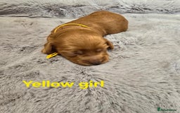 Cavapoo dogs for sale:  🐕Ruby Cavapoo Toy F1bb 🧸DNA tested🧸 - Image 16