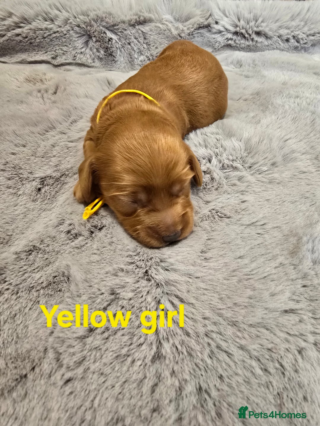 Cavapoo dogs for sale:  🐕Ruby Cavapoo Toy F1bb 🧸DNA tested🧸 - Image 16
