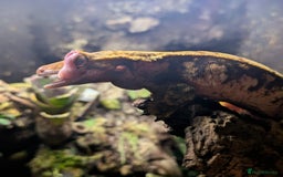 Gecko reptiles for sale: Cream Harley Quinn  - Image 3