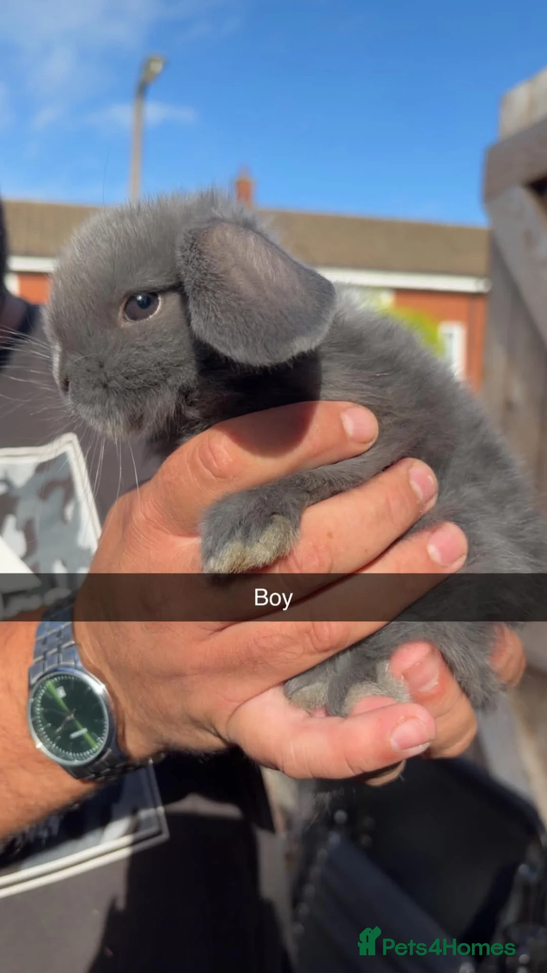 Mini Lop rabbits for sale: Mini lop babies  - Advert 2